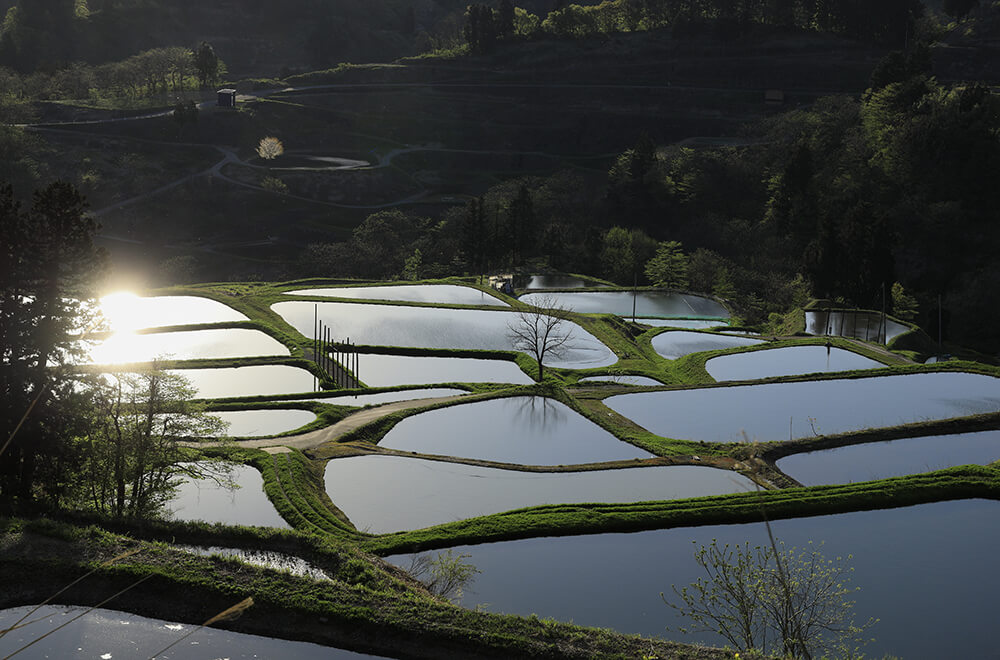 山古志の棚田